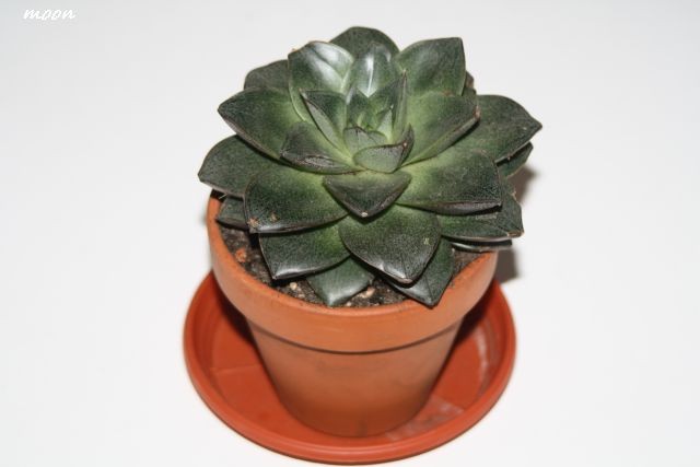 Echeveria Black Prince
